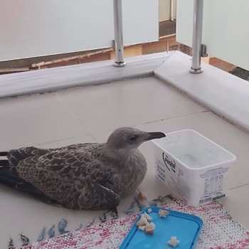 Veteriner Sağlık Merkezi Veteriner "hizmet"leri Pendik