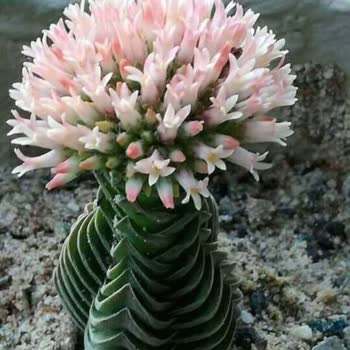 Nurgaz Hatalı Kartuş Gaz Kaçırdı