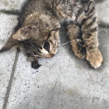 Beykoz Belediyesi Hızlı Sürüş Nedeni İle Tümsek Gerekli