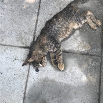 Beykoz Belediyesi Hızlı Sürüş Nedeni İle Tümsek Gerekli