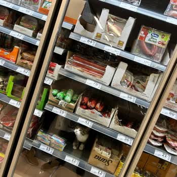 A101 Market Dolabında Kedi