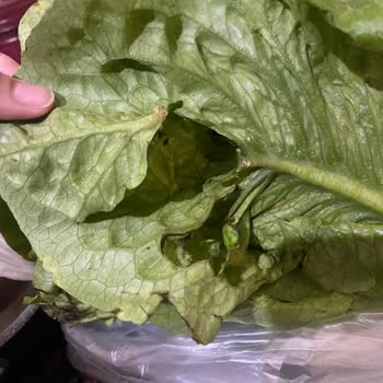 GetirÇarşı Çürük Meyve Sebze