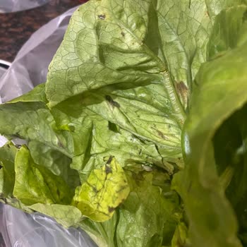 GetirÇarşı Çürük Meyve Sebze