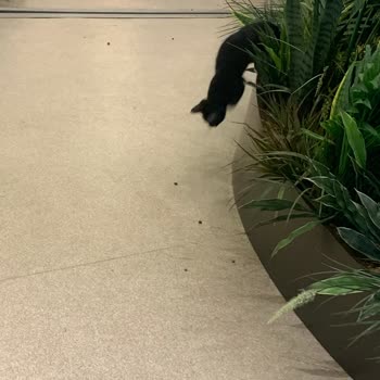 Vialand Alışveriş Merkezi Yemek Katında Kedi Var