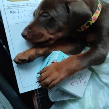 Gündem Pet İlgisizlik - Sözünde Durma - Hastalığı Üstlenmeme