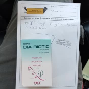 Gündem Pet İlgisizlik - Sözünde Durma - Hastalığı Üstlenmeme