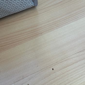 Bellona Bazalarda Tahtakurusu Problemi