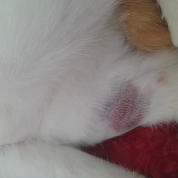 İstanbul Üniversitesi Veterinerlik Fakültesi Kedimi Güya Acile Götürdüm Hiçbir Şey Yapamadılar 1 Saat İs 7 Saat