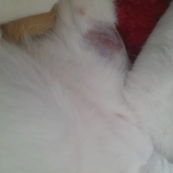 İstanbul Üniversitesi Veterinerlik Fakültesi Kedimi Güya Acile Götürdüm Hiçbir Şey Yapamadılar 1 Saat İs 7 Saat