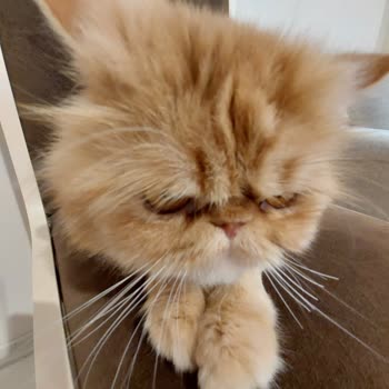 Maslak Vet Zoo Veteriner Kliniği Kedimin Bıyığını Kestiler