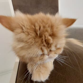 Maslak Vet Zoo Veteriner Kliniği Kedimin Bıyığını Kestiler