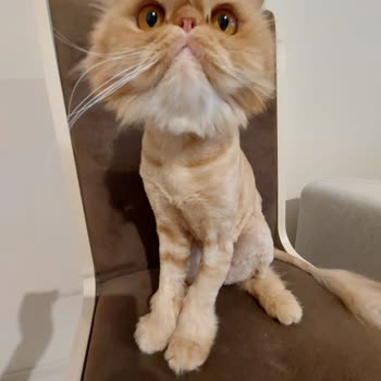 Maslak Vet Zoo Veteriner Kliniği Kedimin Bıyığını Kestiler