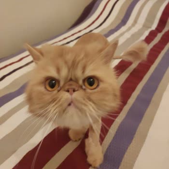 Maslak Vet Zoo Veteriner Kliniği Kedimin Bıyığını Kestiler