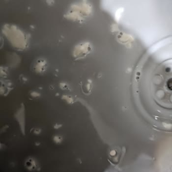 Pınar Et Ve Süt Tortu Peynir Gibi Şeyler Çıktı