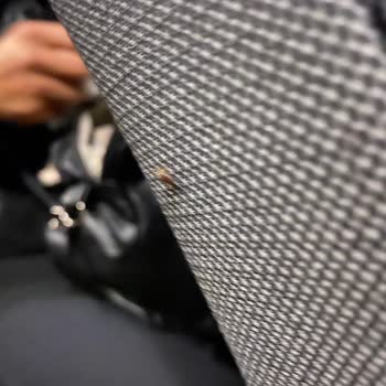 Süha Turizm Aracında Böcekler Var