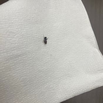 06 Pastanesi Sinekli Pastalar Satıyor!