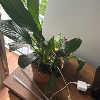 Hatalı Gönderilen Ürüne İlişkin Çiçek Sepeti'nin Vurdumduymaz Tavrı.