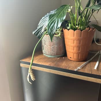 Hatalı Gönderilen Ürüne İlişkin Çiçek Sepeti'nin Vurdumduymaz Tavrı.