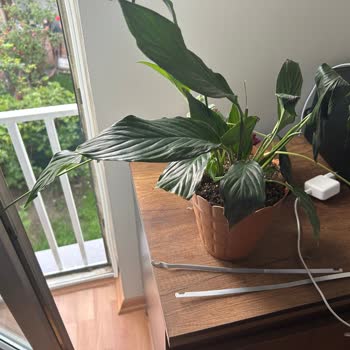 Hatalı Gönderilen Ürüne İlişkin Çiçek Sepeti'nin Vurdumduymaz Tavrı.