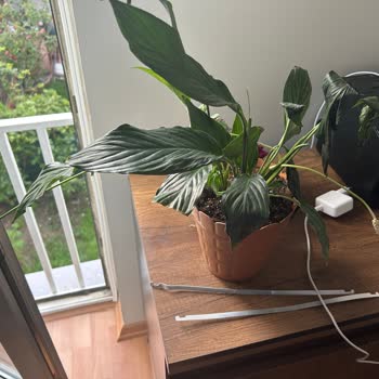 Hatalı Gönderilen Ürüne İlişkin Çiçek Sepeti'nin Vurdumduymaz Tavrı.