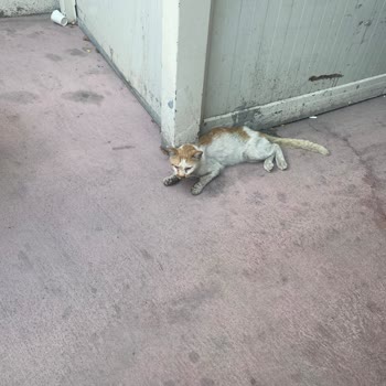 İzmir Büyükşehir Belediyesi Hasta Sokak Hayvanlarına Yardım Etmiyor