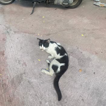 İzmir Büyükşehir Belediyesi Hasta Sokak Hayvanlarına Yardım Etmiyor