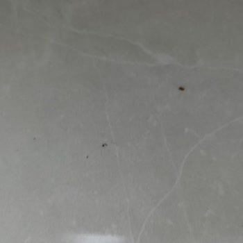 Vivense Böcek Sorunu Yaşıyorum
