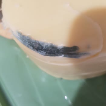 Muratbey Kaşar Peynirinde Küf