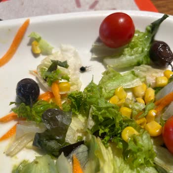 Tavuk Dünyası Salatasında Ölü Kara Sinek Çıktı