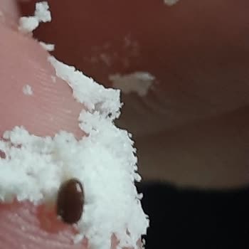 Axis Ebebek Mağazasından Aldığım Bebelac 1 Gold Mamanızın İçerisinden Böcek Çıktı