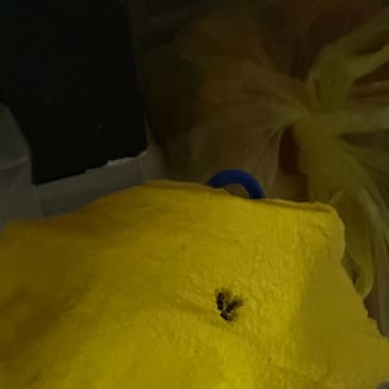 Sapanca Sardunya Bungalov Memnuniyetsizliği