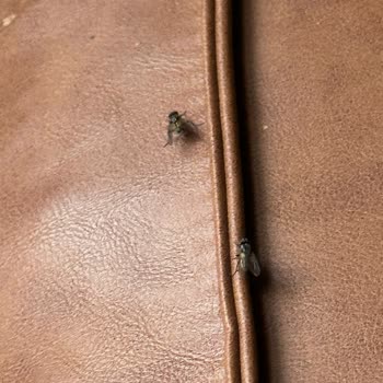 Sapanca Sardunya Bungalov Kalitesiz Hizmeti