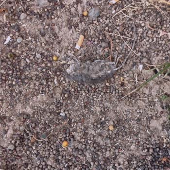 Tatilbudur Ve Sami Beach Otelden Şikayetçiyim!