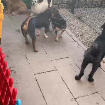 Pet Resort Ankara'dan Şikayetçiyim