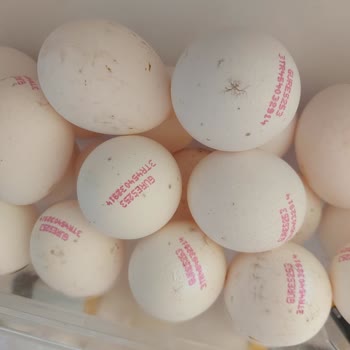 Peynirmatik Yumurtalarının Dışı Küflü