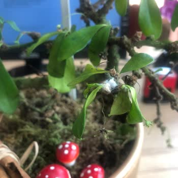 Çiçeksepeti.com Hastalıklı Ürün Teslimi Ve Çözümsüzlük