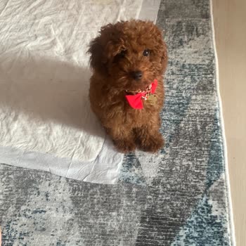 ESHOT Yaz Sıcağında Otobüse Binemedim Mağdur Oldum