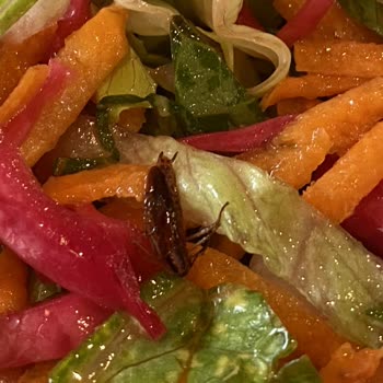 Hasan Kolcuoğlu Restaurant Salatadan Böcek Çıktı!