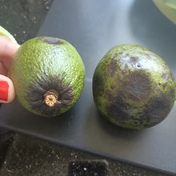 Carrefour SA Aldığım Avokado Çürüdü