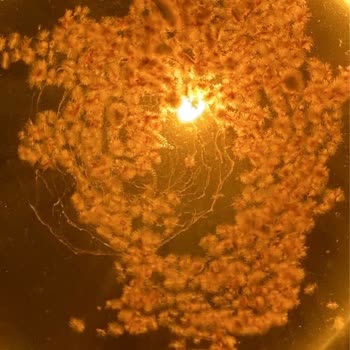 Çaykur Didi Çaykur'un İçindeki Toz Maddeler