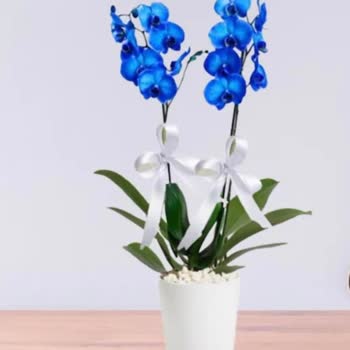 Çiçek Sepeti Solmuş Çiçek