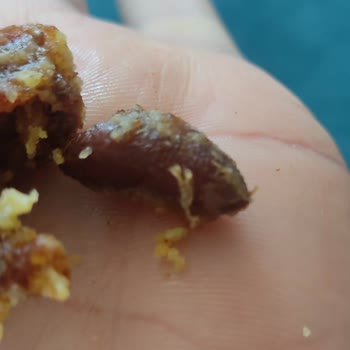 Eskafit Hurma Çekirdeği Çıktı İçinden