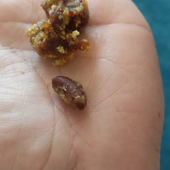 Eskafit Hurma Çekirdeği Çıktı İçinden