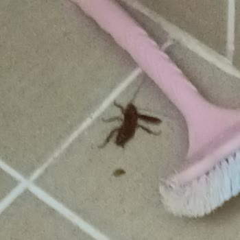 Buca Belediyesi Bucanın Böcek Sorunu!