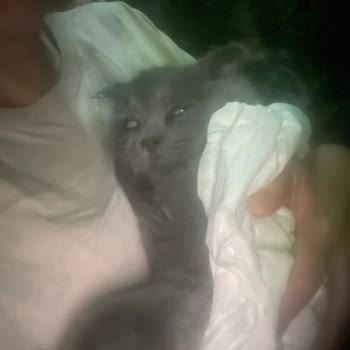 Geenpet Veteriner (İstinye) Kedimi Serum Takarken Öldürdüler