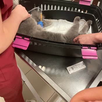 Geenpet Veteriner (İstinye) Kedimi Serum Takarken Öldürdüler