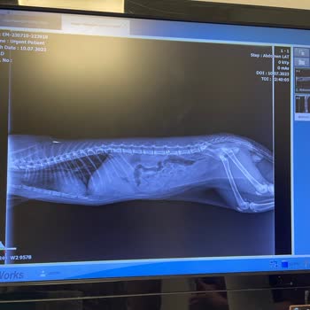 Geenpet Veteriner (İstinye) Kedimi Serum Takarken Öldürdüler