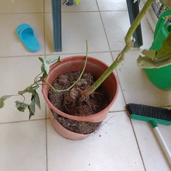 Yurtiçi Kargo Fidan Sepetinden Almış Olduğum Fidan Savaştan Çıkmış Gibi Geldi