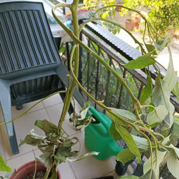 Yurtiçi Kargo Fidan Sepetinden Almış Olduğum Fidan Savaştan Çıkmış Gibi Geldi