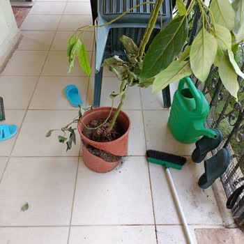 Yurtiçi Kargo Fidan Sepetinden Almış Olduğum Fidan Savaştan Çıkmış Gibi Geldi